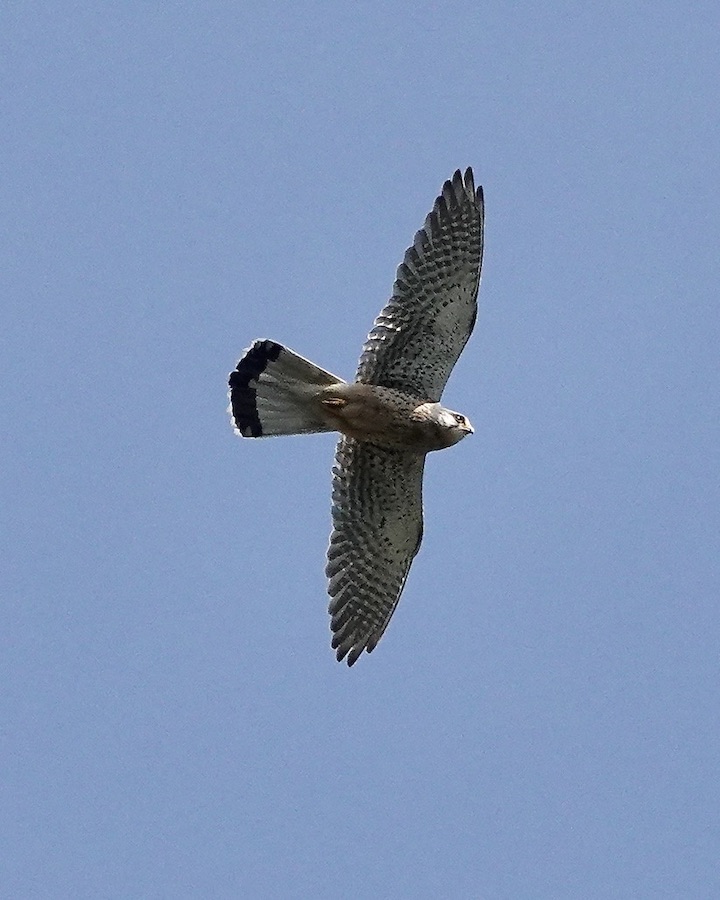 kestrel